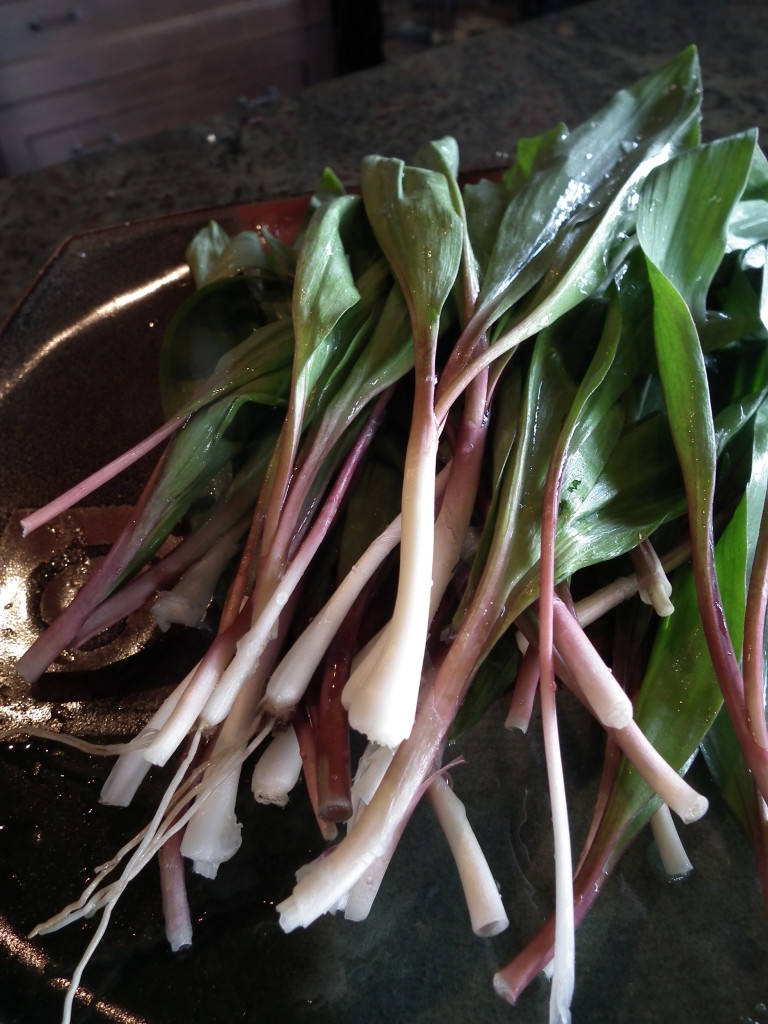 Forage for wild leeks in Ontario this spring
