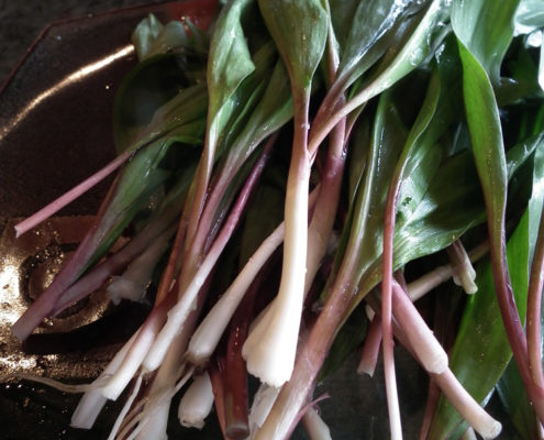 Wild leeks foraged from local Ontario land.