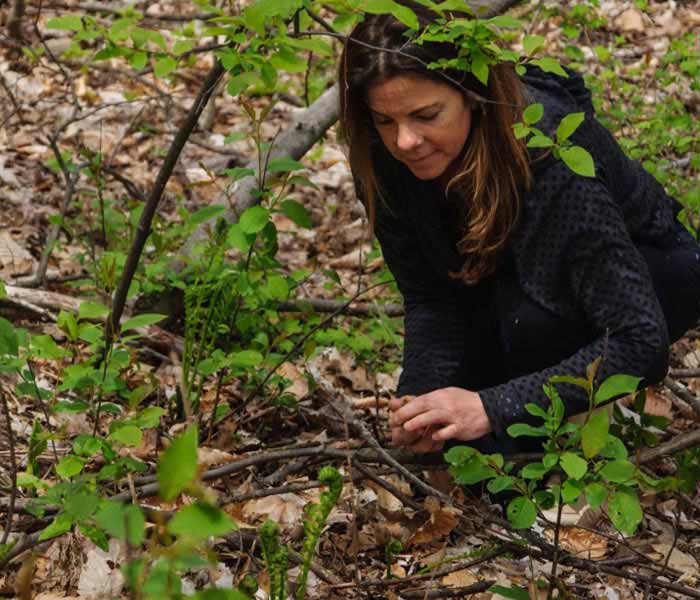 Chef Nancy is foraging for wild edible foods in the local Ontario forests.