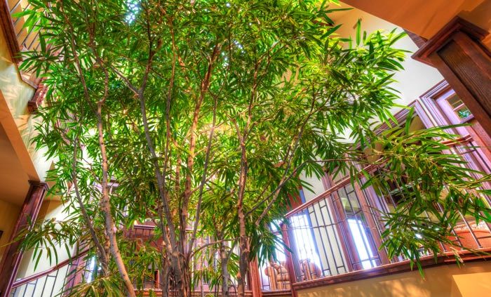 The interior tree garden featuring a tropical twenty-foot ficus in Tree House Kitchen.