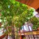 The interior tree garden featuring a tropical twenty-foot ficus in Tree House Kitchen.