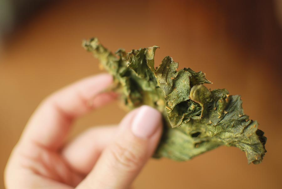Close-up of fingers holding a single kale chip, following Chef Nancy’s kale chip recipe.