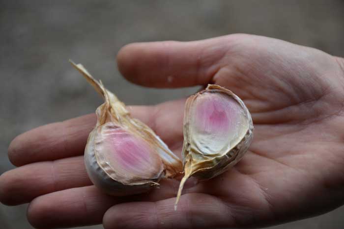 Pink garlic of Lautrec (originally from Lautrec, France), which is heritage-farmed locally at Ballantrae Garlic Farm, not too far from Tree House Kitchen.