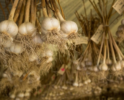Curing (drying) fresh garlic hanging in cloves.