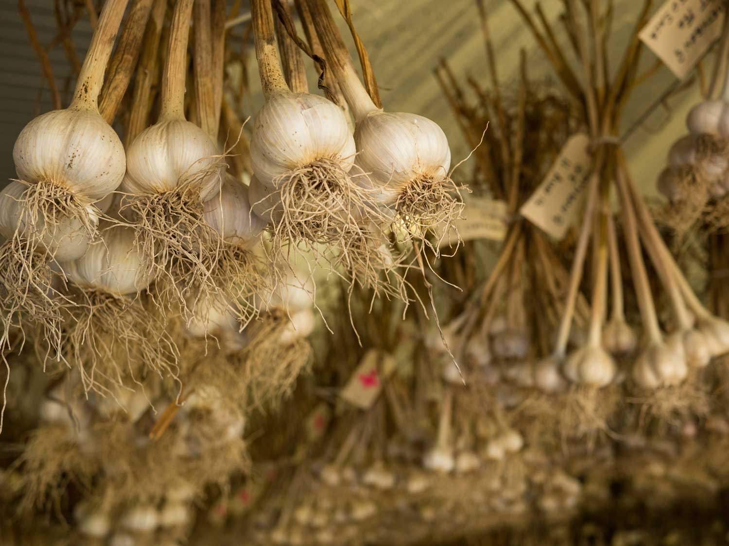 Curing (drying) fresh garlic hanging in cloves. 